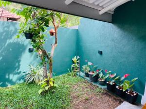 a bunch of plants in pots next to a blue wall at Hasara Homestay in Dickwella +7 photos
