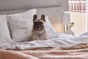 a dog sitting on top of a bed at The Ultimo in Sydney