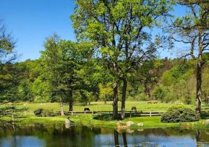 a pond with trees and horses in a field at Pferdeparadies Untergrünhagen in Bad Fallingbostel