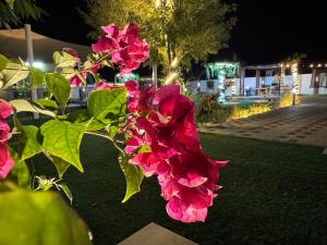 a bush of pink flowers sitting on the grass at Private farm Pool games Ras alkhaimah in Maghribīyah