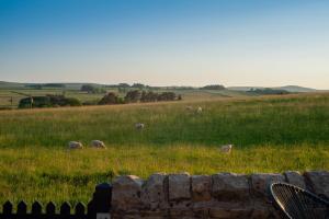 a field with sheep grazing in the grass at Northern Hideaways, Sunnyside, Otterburn in Otterburn +63 photos