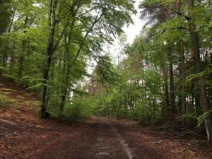 a dirt road in the middle of a forest at Holenderka Artur in Stegers
