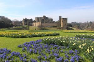 Ein Blumenfeld mit einer Burg im Hintergrund in der Unterkunft 2 Bed in Alnwick oc-f28915 in Alnwick