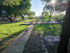 two dogs walking down a sidewalk in a park at Finca La Huella II in Santiago del Estero