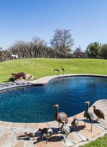 a group of birds standing around a swimming pool at Okonjima Luxury Bush Camp in Otjiwarongo