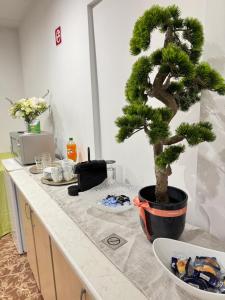 a bonsai tree sitting on top of a counter at Vila Ispirescu INN in Cluj-Napoca