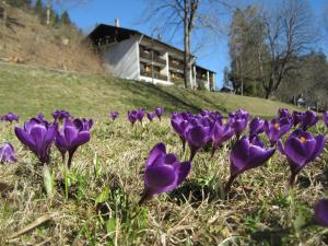 a bunch of purple flowers in the grass at Hotel Ruchti - Zeit für mich in Füssen