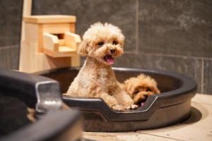 two small dogs are sitting in ainylinylinylinylinylinylinylinylinyl at ゆるり箱根withDOGS in Hakone