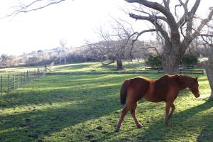 O animal ou animais de estimação com os hóspedes em Sanmalucon Casa de Campo