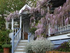 ein mit Glyzinien bedecktes Haus auf der Veranda in der Unterkunft Rose Cottage B&B in Richmond