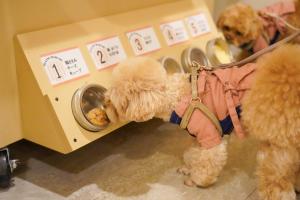 a dog is eating food out of a washing machine at ゆるり箱根withDOGS in Hakone