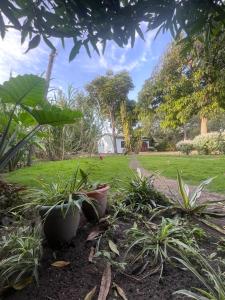 a garden with some plants in a yard at Serene homes in Mwanza
