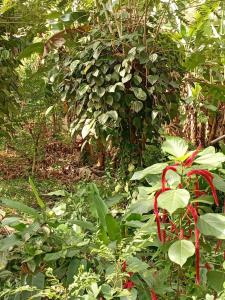 a forest filled with lots of green plants at Uswatta in Matara