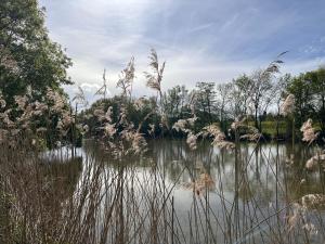 a body of water with tall grass in the foreground at Appartement 2 chambres- 10 mn d'Orléans - Le Nid de la Pointe - in Saint-Pryvé-Saint-Mesmin