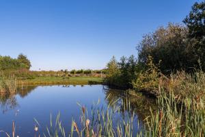 a small pond with grass and trees in a field at Tinyhouse Spiegelpeer in Ruinerwold +6 photos