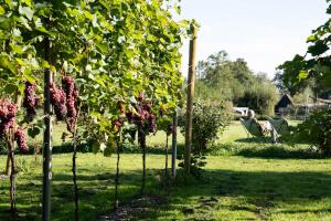 a row of fruit trees in a yard at Tinyhouse Spiegelpeer in Ruinerwold