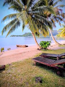 a bench on a beach with two palm trees at RAIATEA - The BEACH HOUSE - plage sur le lagon ! in Tevaitoa +20 photos
