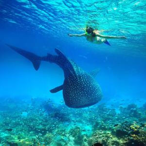 a person swimming in the ocean next to a whale shark at Santa Catalina Surf Studios- Ocean Adventures in Santa Catalina