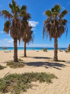 a group of palm trees on a sandy beach at Praça do Presidente in Santa Maria