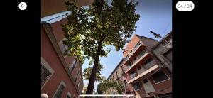 a tall tree in front of a building at Cómoda y céntrica habitación en Tenochtitlán, en departamento compartido, CDMX in Mexico City
