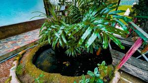 a potted plant in a pot in a garden at Yala Savanna Leopard Lodge in Hambantota