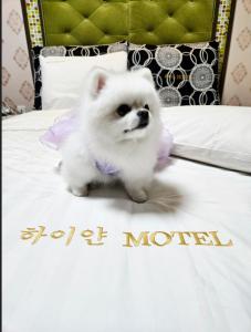 a small white dog wearing a purple dress on a bed at 하이얀모텔 in Hwach'ŏl-li