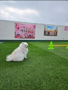 a small white cat sitting on the grass at 하이얀모텔 in Hwach'ŏl-li