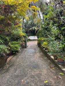 a path through a garden with trees and plants at R BackPacker Hostel in Ahangama