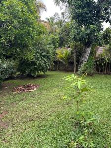 a yard with a green lawn with trees and plants at R BackPacker Hostel in Ahangama