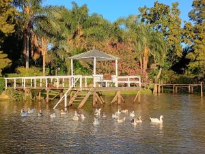 a group of ducks in the water near a dock at Casablanca in Tigre