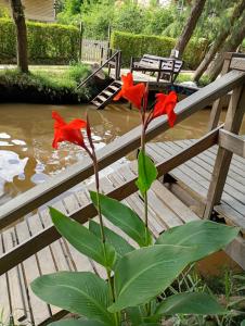 a plant with red flowers in front of a pond at Casablanca in Tigre