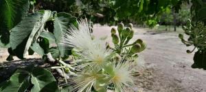 a plant with white flowers and green leaves at Garden House Canastra in Delfinópolis +21 photos