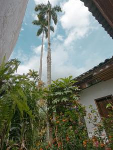 a palm tree in a garden with plants at La pequeña casa in Pijao