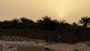 a sunset over a field with palm trees and a fence at Bandres farm in Siwa +4 photos