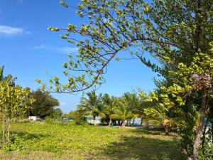 a tree in a field with palm trees in the background at Asaa View Maldives in Feridhoo