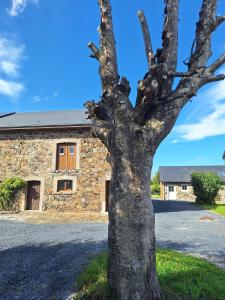 a tree in front of a stone building at Chez Théo in Trois-Ponts