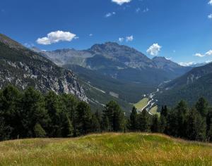 a grassy hill with trees and mountains in the background at Bergunterkunft Ova Spin in Zernez