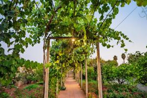 a path through a vineyard with a bunch of grapes at Villetta Patitari in Gallipoli