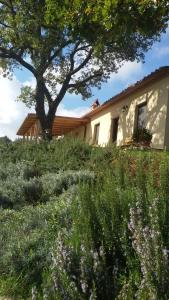 Agriturismo Sugheretello外面的花园