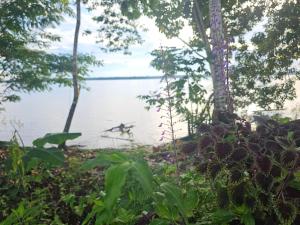 a view of the water through the trees at Hostal Posada Turística El Bejuco in Leticia +15 photos
