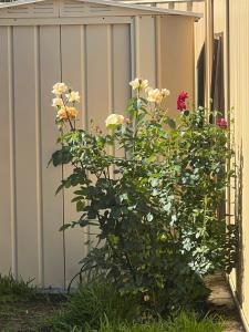 a bush of flowers in front of a fence at Homy Kwinana in Wellard