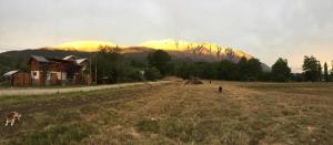 a dog in a field with a mountain in the background at Cabaña Tío Ale MONOAMBIENTES in El Bolsón