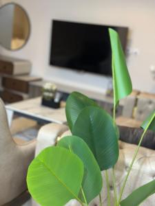a living room with a couch and a green plant at Fully Furnished Hotel Studio for Rent in ZED Towers Sheikh Zayed in Sheikh Zayed