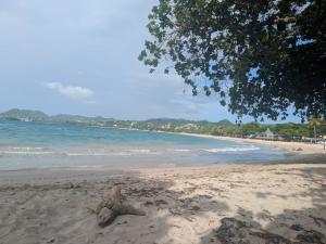 a starfish laying on a sandy beach near the ocean at Sans Oasis in Castries
