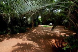 a dirt path with palm trees in a park at Huys ten Bosch in Potchefstroom