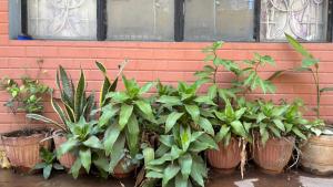 a bunch of plants in pots against a brick wall at Aralu in Bangalore