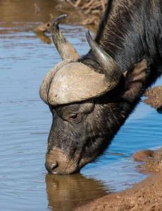 a antelope with horns drinking from the water at Little Amanzi in Pienaarsrivier