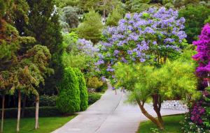 a path through a garden with purple trees and bushes at Loryma Resort Hotel in Turunç