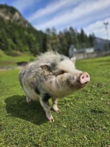 a pig standing in a field of grass at Bauernhof Haus Sturm in Jerzens