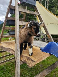 a baby goat standing on a wooden stairs at Bauernhof Haus Sturm in Jerzens +12 photos